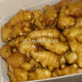 Hurtownie Premium klasy Organic Fresh Ginger